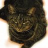 Profilbild von Gato del Destino