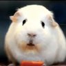ガチャポン 的头像
