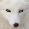 Fox_B 的头像