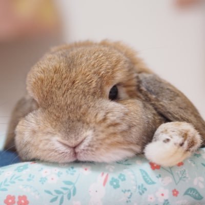 SachiTaffy's profile picture