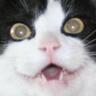 Colleen Umble's profile picture