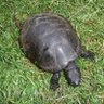 Profilbild von Black Carapax