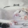 Profilbild von Joey
