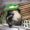 Profilbild von 🐹🥟キムシン🥟🐹