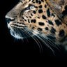 bbbbbbbbbb profil fotoğrafı