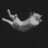 A²'s profile picture