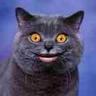 This Cat's profile picture
