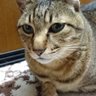 ピッチジー's profile picture