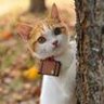 まごうず(猫心理評論家・自称) 的头像