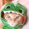 つむたん profil fotoğrafı