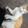大脸猫·橘白 的头像