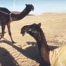 أبو نايف's profile picture