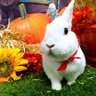 warrior rabbit 的头像