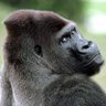 denixiodeltoro's profile picture