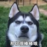 狂奔野狗's profile picture