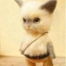 Profilbild von lllleo