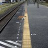 Фото профиля こぶたぬきつねこ