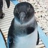 しゅかちん 的头像