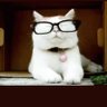 El Gato sabe profil fotoğrafı