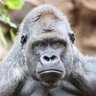 芳治🦍🍯's profile picture