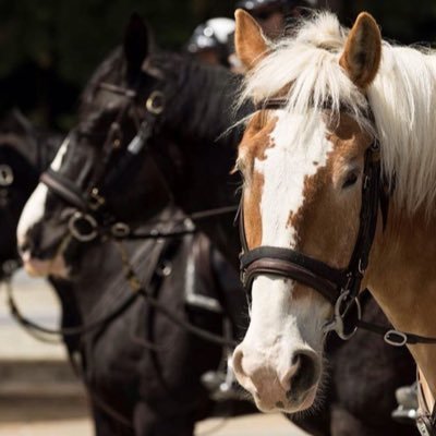 VPDHorses's profile picture