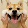 十七年蝉's profile picture