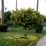 La profil fotoğrafı