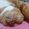 Profilbild von 眞紀