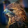Profilbild von Hawk