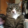 Jingles Magee profil fotoฤrafฤฑ