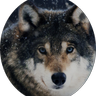 Фото профиля PeskyWolf