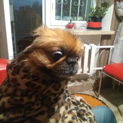 Continentaile's profile picture
