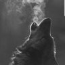 Profilbild von Red Coyote