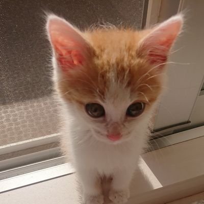 chichinanko保護猫を家族に🌿里親詐欺・虐待から動物たちを守りたい's profile picture
