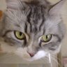 Profilbild von りぼん