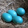 Blue Egg profil fotoğrafı