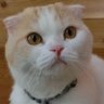 Фото профиля 猫カフェちぐら
