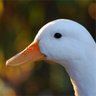 はやうさぎ profil fotoğrafı