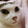 Фото профиля 風間真