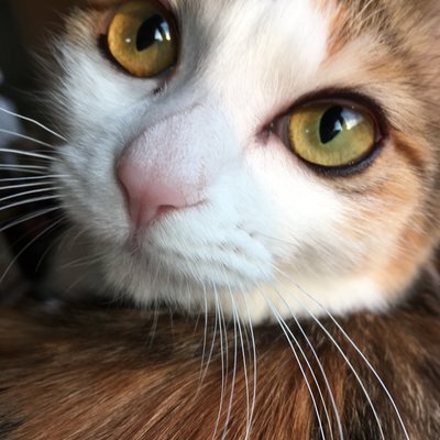 ユチとら's profile picture