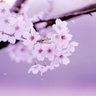 Фото профиля はるうらら