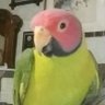 Фото профиля Birdie Lou