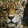 BigO profil fotoğrafı