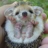 tortuenordik 🧐 😺🐓's profile picture