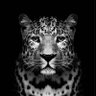 leopard_safari profil fotoğrafı