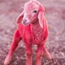 Redlambs 的头像