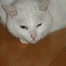 Profilbild von ziyou