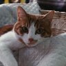 眞理(肉球新党）🐾🐶🐱 的头像