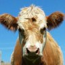 Moo's profile picture