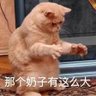 杨玉喵 的头像